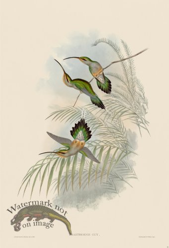 (image for) Gould Hummingbird 026