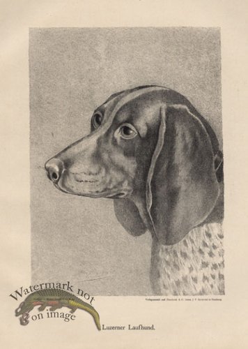 (image for) 1890s Dogs 16