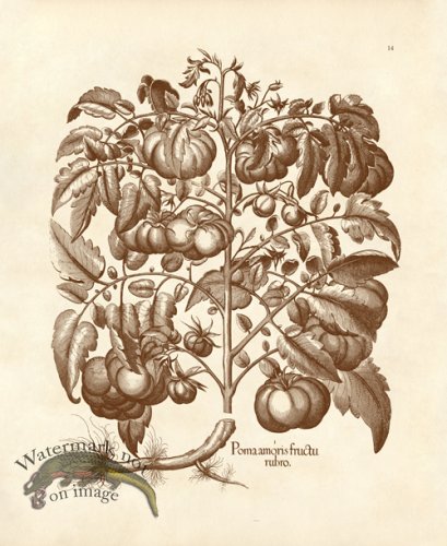(image for) Besler 14 Tomatoe