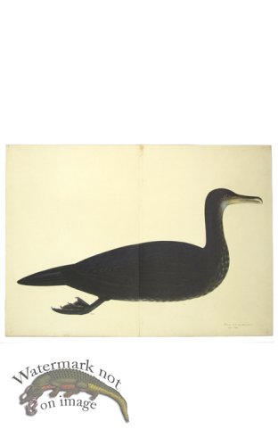 (image for) COMORANT, JUVIENILE . PL 11