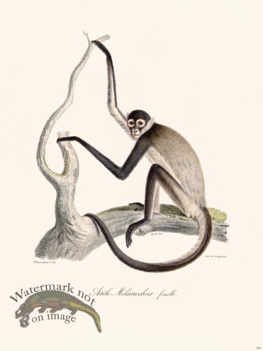 (image for) Cuvier 390 Melanocheir Atele