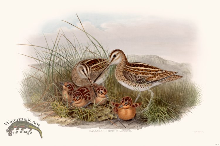 (image for) Gould Shore Bird 004