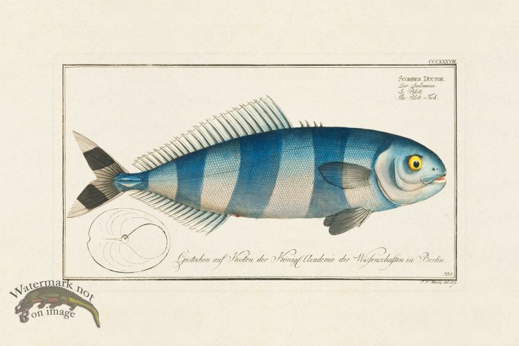 (image for) BLOCH FISH 337