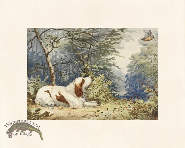 (image for) Pope Dog 07 Clumber Spaniel