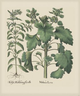 Besler 227 Colored B2