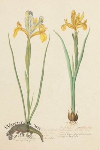 (image for) Blomboken 008