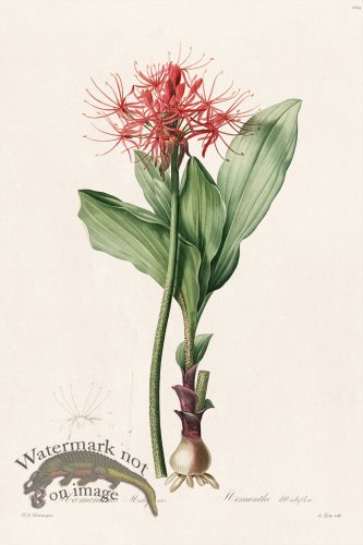 (image for) Les Liliacees Redoute 204