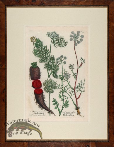 (image for) Weinmann Burl with Gold DM 04