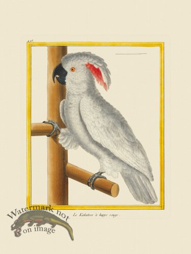 (image for) Martinet Bird 498