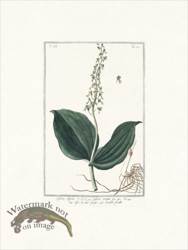 (image for) Bonelli 672 Two-leaved Ophrys