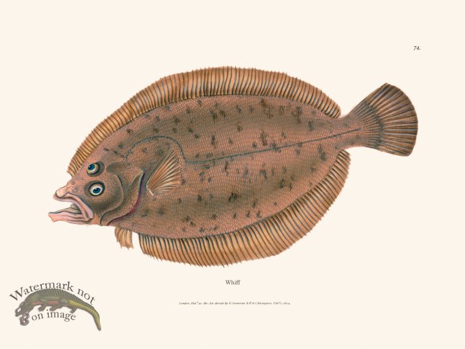 (image for) 074 Whiff