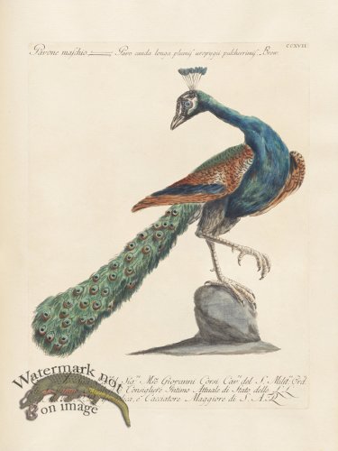 (image for) Manetti 217