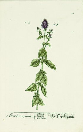 Blackwell German 071