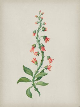 Andean Botanicals 028