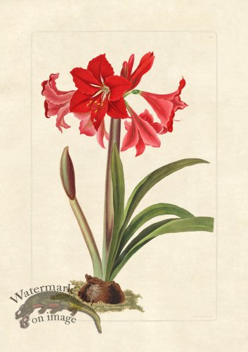 (image for) Edward bury 1