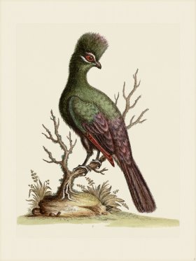 (image for) Edwards 007 Touraco
