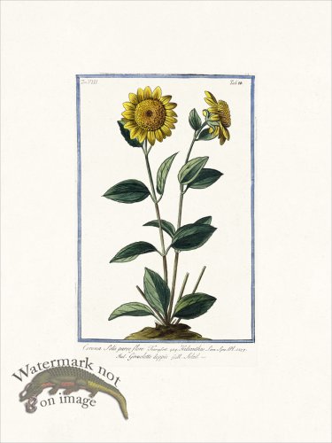 (image for) Bonelli V8 028