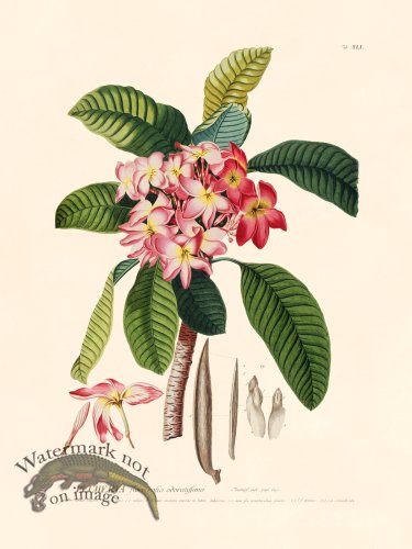 (image for) Trew Botanical 41