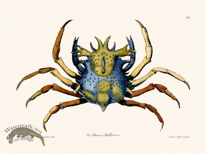 (image for) Knorr Sealife 51