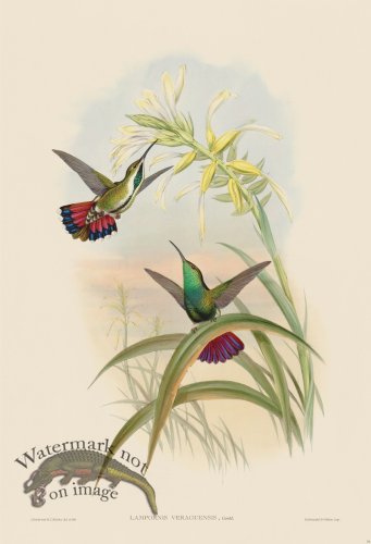 (image for) Gould Hummingbird 076