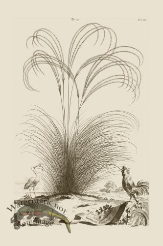 (image for) Abraham Munting 173