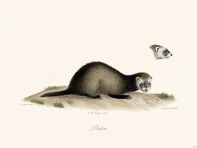Cuvier 225 Polecat