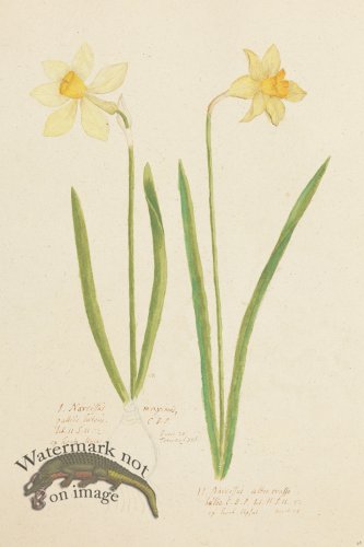 (image for) Blomboken 048