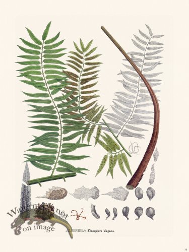 (image for) Ferns of Brazil 16