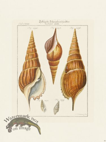 (image for) Martini Shells 058