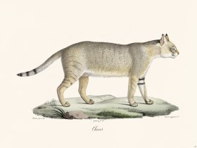 Cuvier 115 Jungle Cat