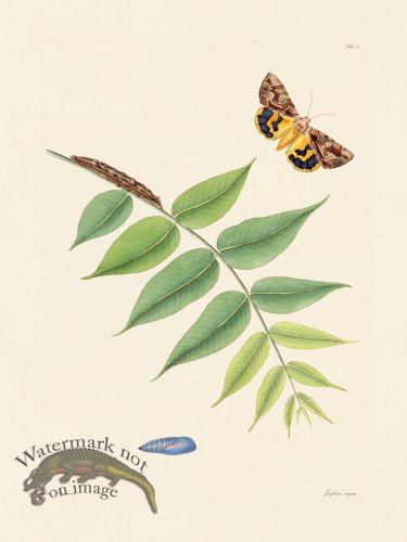 (image for) Abbot Butterfly 088