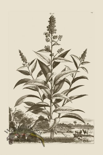 (image for) Abraham Munting 048