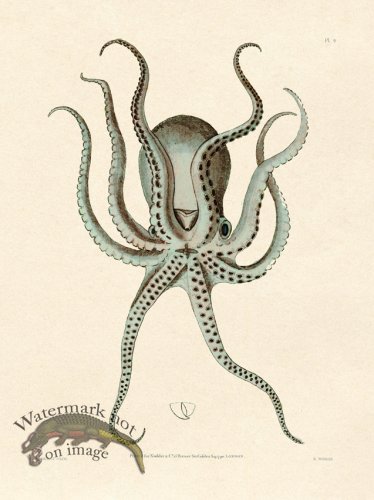 (image for) Shaw Nodder SL 09