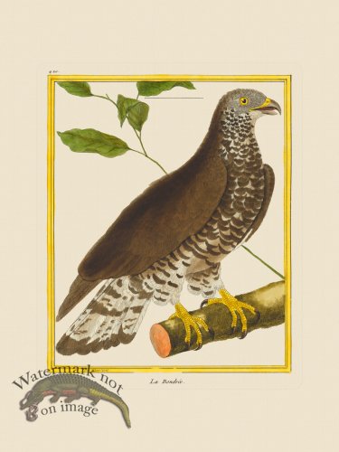(image for) Martinet Bird 420