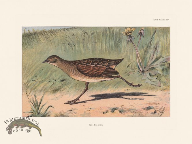 (image for) Les Chiens 117