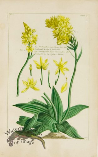 (image for) Buchoz Bot 03