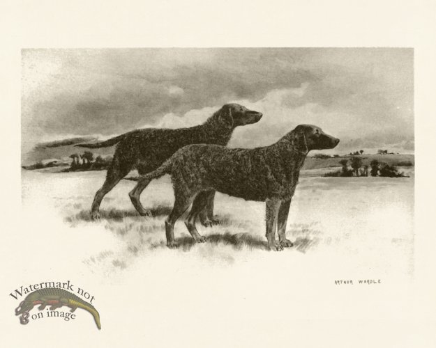 (image for) Modern Dogs 19