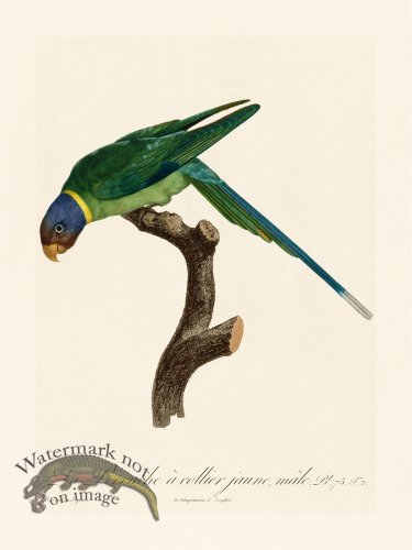 (image for) Barraband Parrot 075