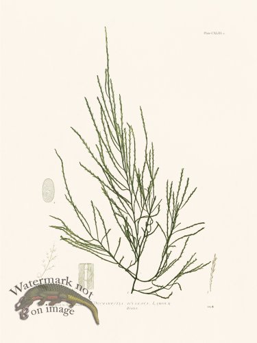 (image for) Bradbury Seaweed 143