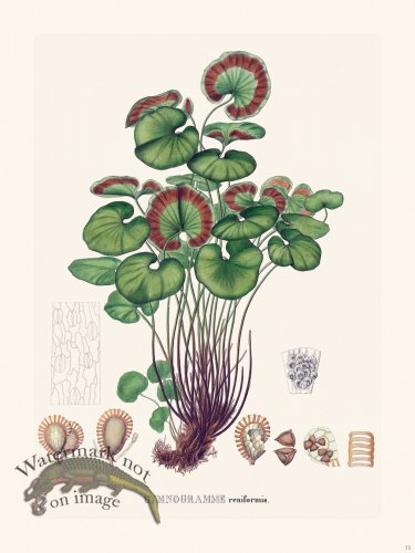 (image for) Ferns of Brazil 11