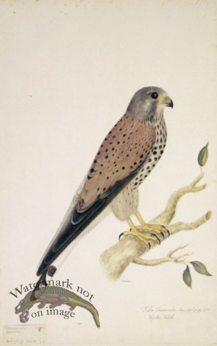 (image for) 178 Swedish Birds . Falco Tinnunculus, Common Kestrel.Female