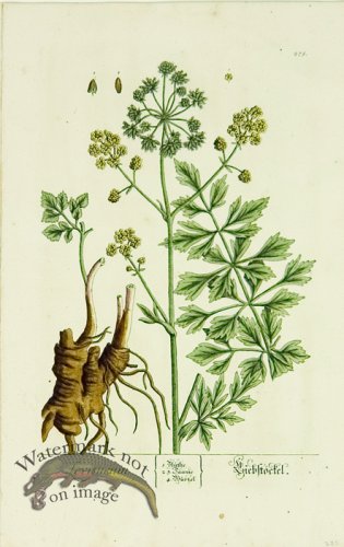 (image for) Blackwell German 006