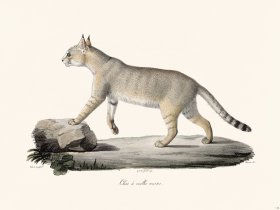 Cuvier 116 Red-Eared Cat