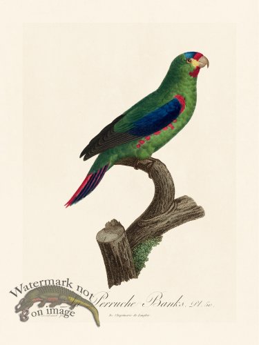 (image for) Barraband Parrot 050