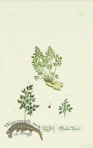 (image for) Blackwell German 028