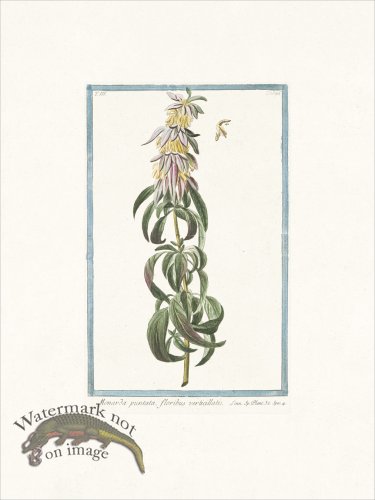 (image for) Bonelli 286 Horse mint