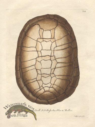 (image for) Trew Turtle Shell 03