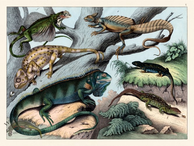 Schubert Reptiles Lizards 1870