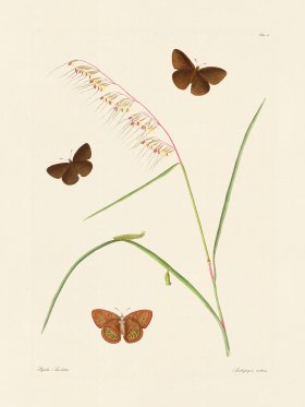 Abbot Butterfly 013