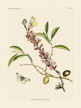 Wilkes Butterflies 100